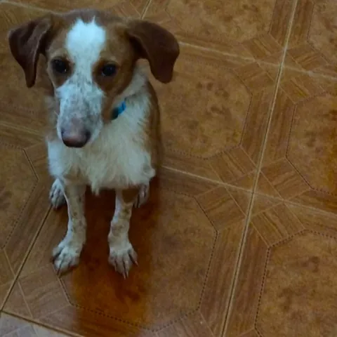 Rocco, podenco portoghese, foto 3