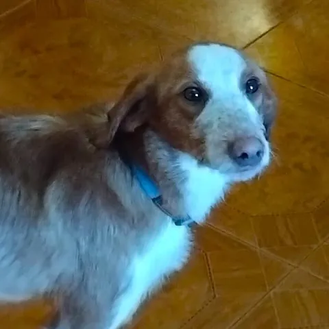 Rocco, podenco portoghese, foto 4