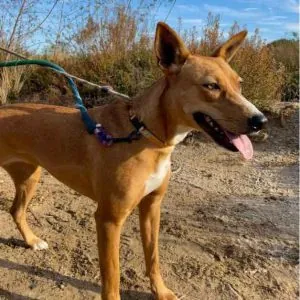 Rosa, podenco andaluso, foto 2