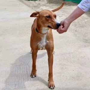 Rosa, podenco andaluso, foto 5