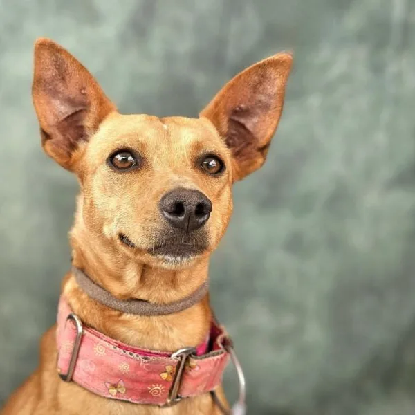 Roxette, podenco andaluso