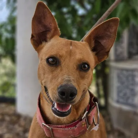 Roxette, podenco andaluso, foto 2