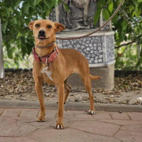 Roxette, podenco andaluso, foto 3