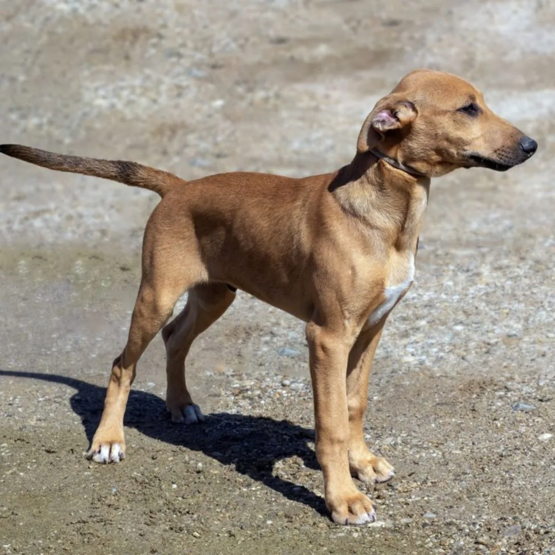ROY, podenco andaluso