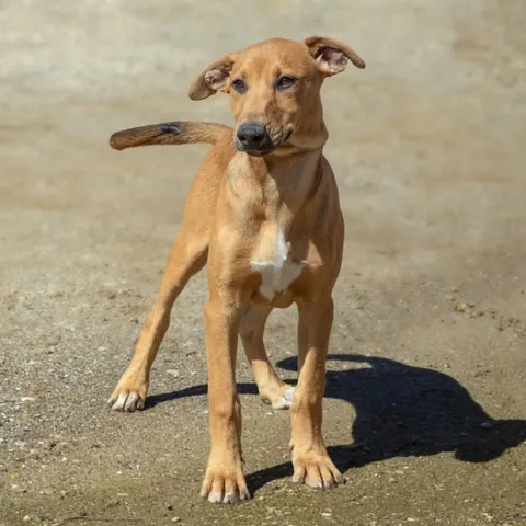 ROY, podenco andaluso, foto 2