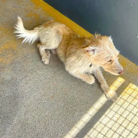 Rufus, podenco portoghese, foto 2