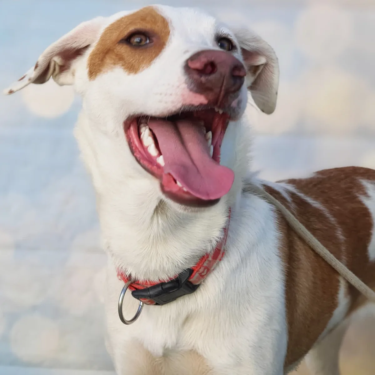 Santiago, podenco andaluso