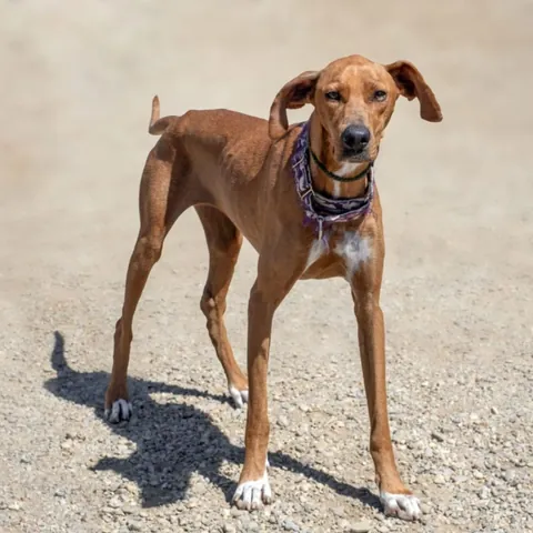 SARA, podenco andaluso, foto 3