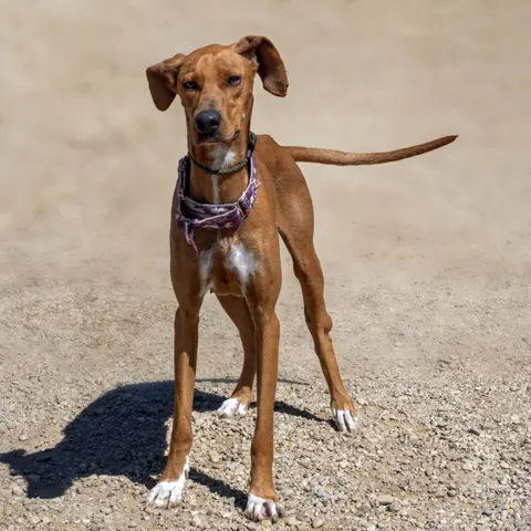 SARA, podenco andaluso, foto 4