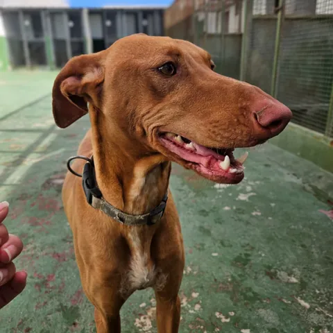 Scary, podenco canario, foto 3