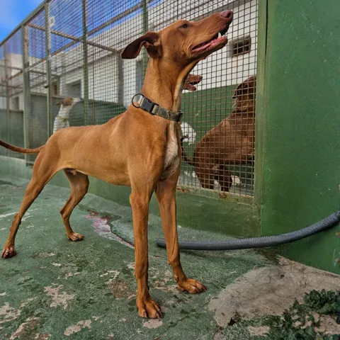 Scary, podenco canario, foto 4