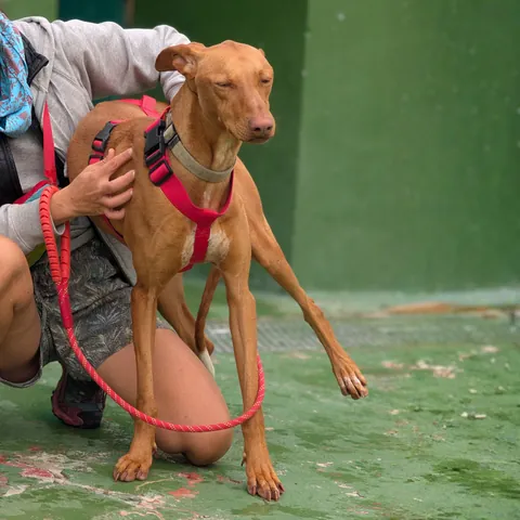 Scary, podenco canario, foto 7