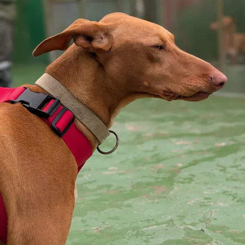 Scary, podenco canario, foto 8