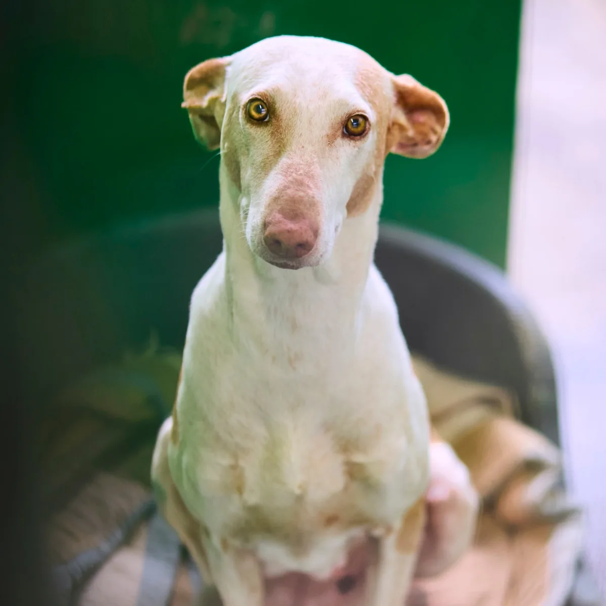 Shakira, podenco canario