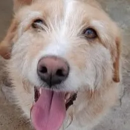 Simba, podenco portoghese, foto 2