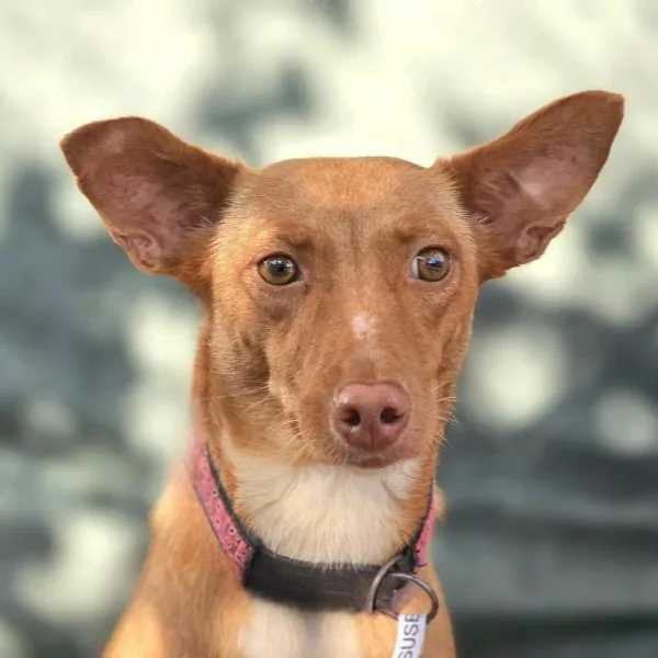 Suse, podenco andaluso