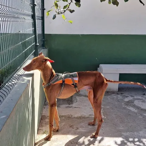 Tatin, podenco canario, foto 2