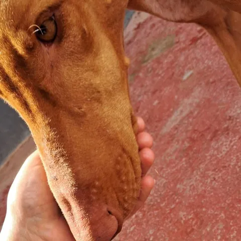 Tatin, podenco canario, foto 3