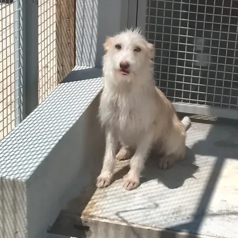 Teimosa, podenco portoghese, foto 6