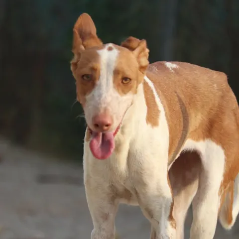 Tessa, podenco andaluso, foto 3