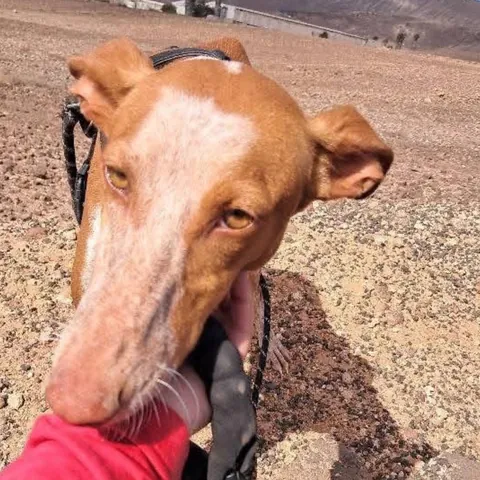 Tuna, podenco canario, foto 3