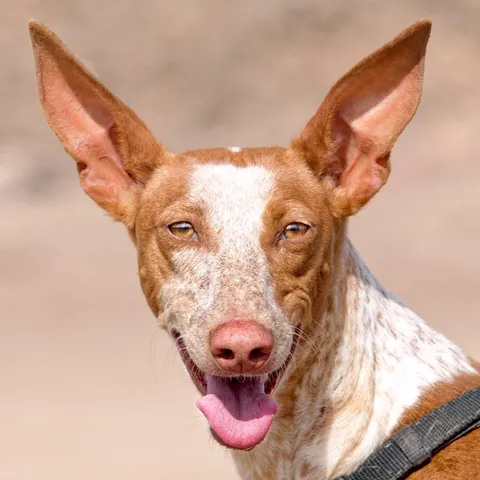 Tuna, podenco canario, foto 7