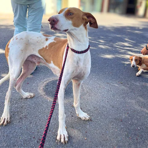 Vaquita, podenco canario, foto 2