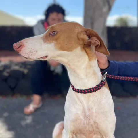 Vaquita, podenco canario, foto 3