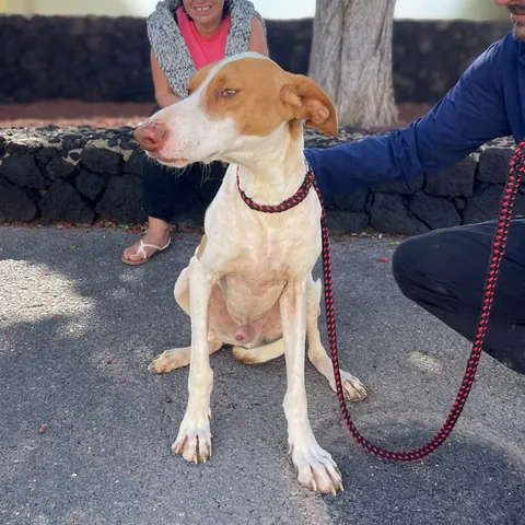 Vaquita, podenco canario, foto 4