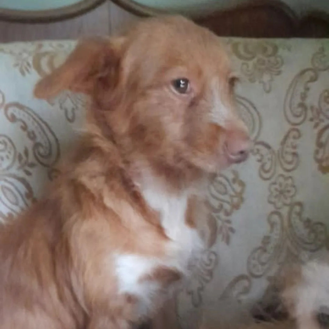 Vee, podenco portoghese