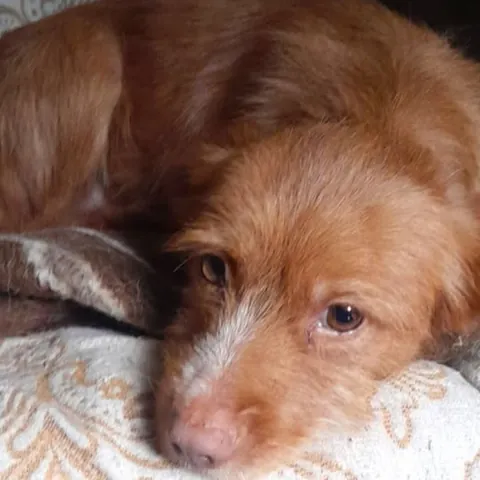 Vee, podenco portoghese, foto 2