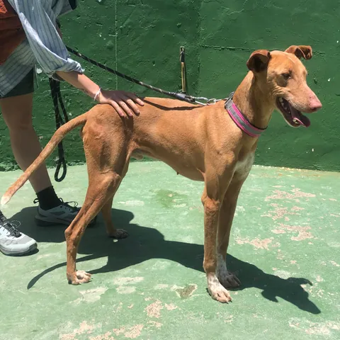 Vulkan, podenco canario, foto 10