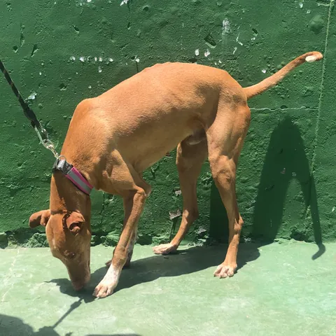 Vulkan, podenco canario, foto 11