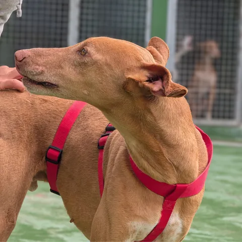 Vulkan, podenco canario, foto 2