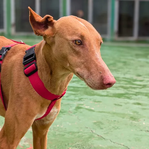 Vulkan, podenco canario, foto 3