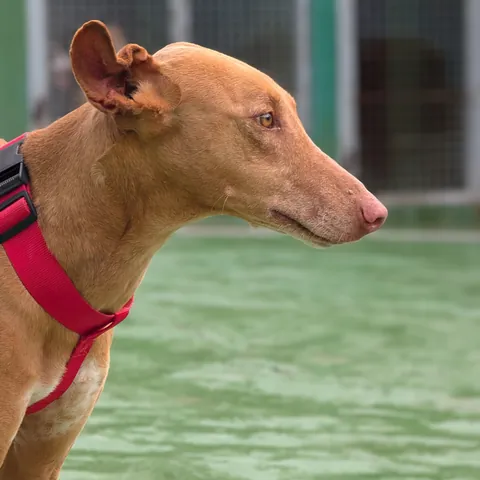 Vulkan, podenco canario, foto 4