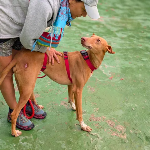 Vulkan, podenco canario, foto 5
