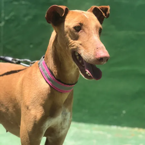 Vulkan, podenco canario, foto 6