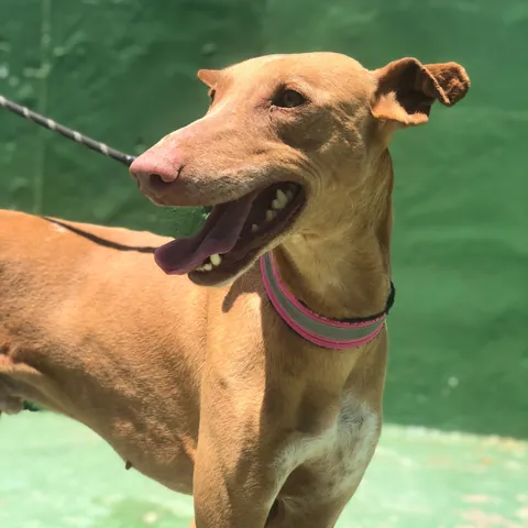 Vulkan, podenco canario, foto 7