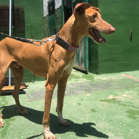 Vulkan, podenco canario, foto 8