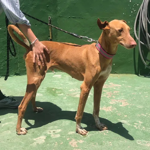 Vulkan, podenco canario, foto 9
