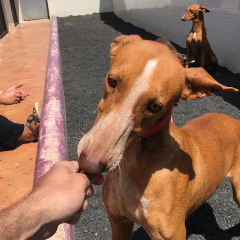 Zaffiro, podenco canario, foto 2