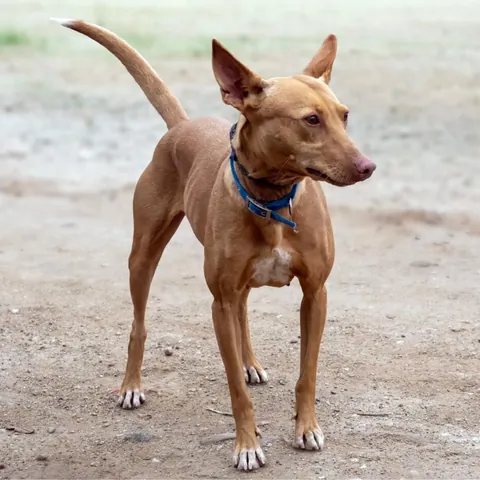 Zoe, podenco andaluso, foto 11