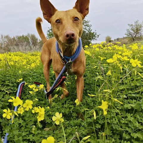 Zoe, podenco andaluso, foto 2
