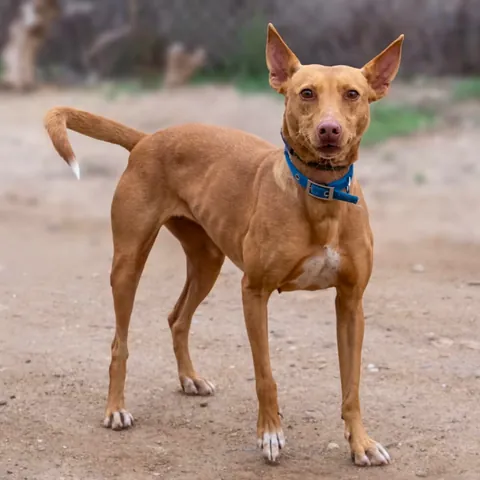 Zoe, podenco andaluso, foto 8