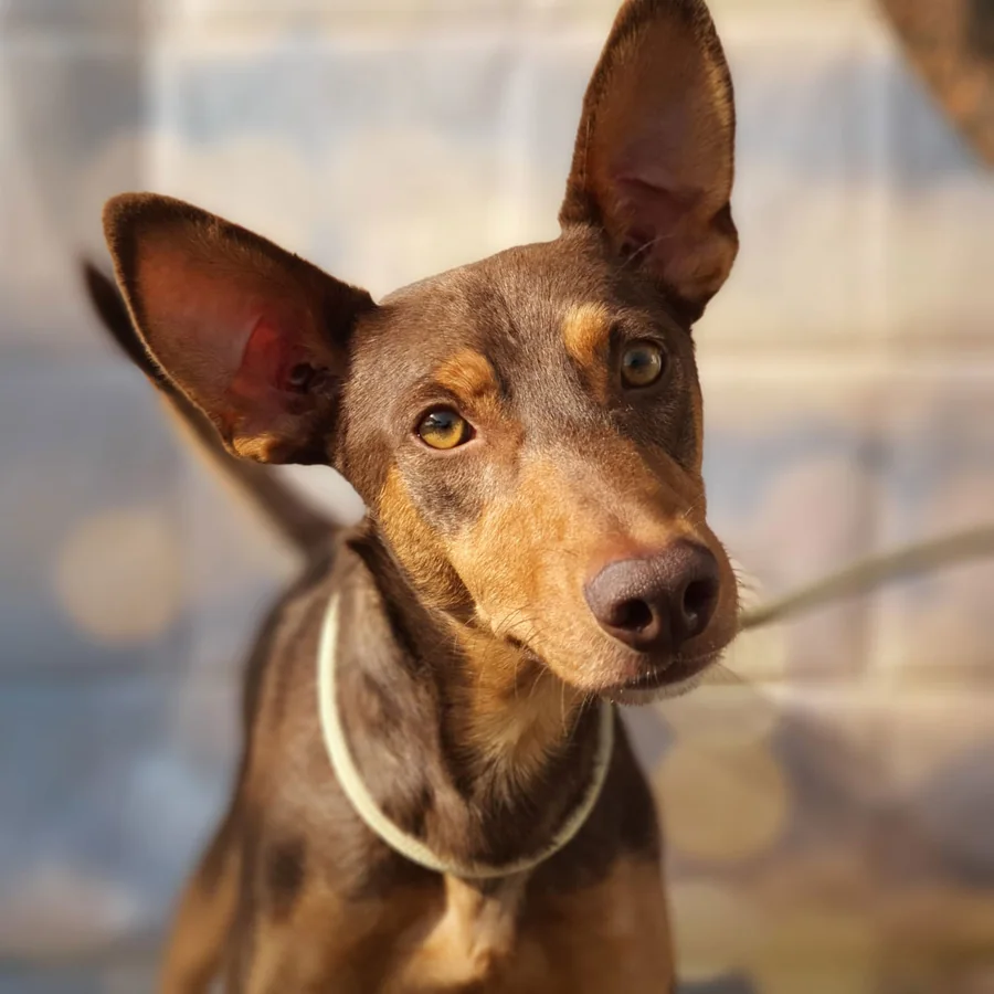 Podenco andaluso marrone e bianco che guarda l'obiettivo
