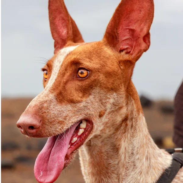 Podenco canario dal manto rossiccio con le orecchie dritte, in primo piano