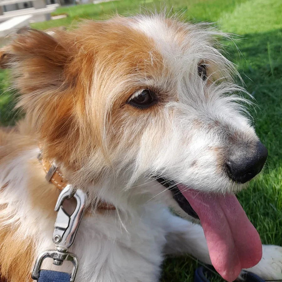Podenco portoghese a pelo ruvido bianco e fulvo, sull'erba