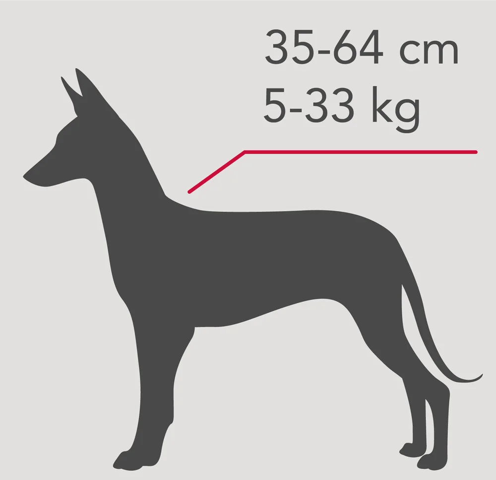 Sagoma di podenco andaluso con le misure: altezza 35-64 cm, peso 5-33 kg