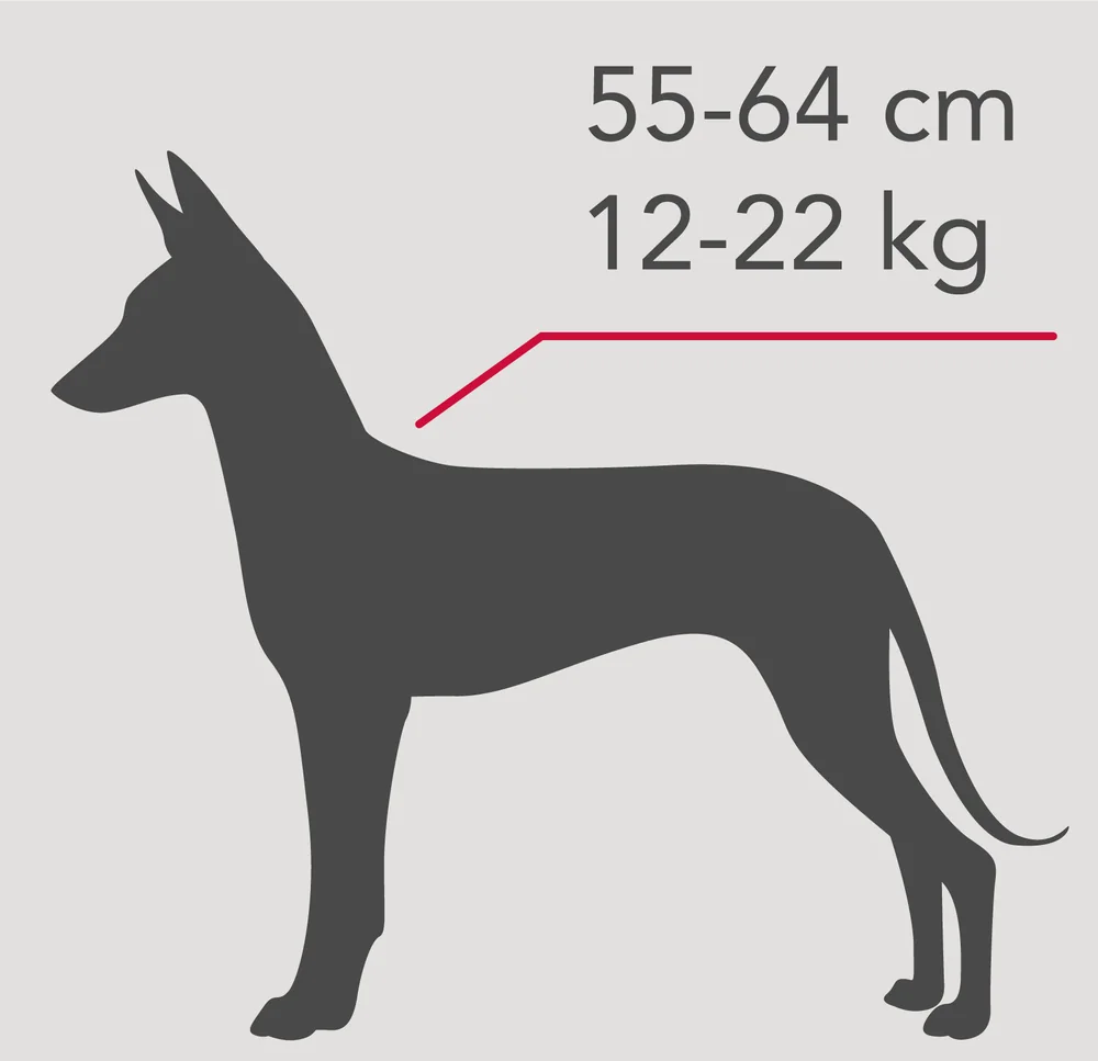 Sagoma di podenco canario con le misure: altezza 55-64 cm, peso 12-22 kg